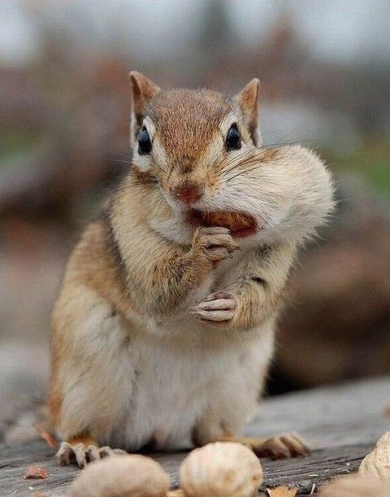 Прикольный бурундучок