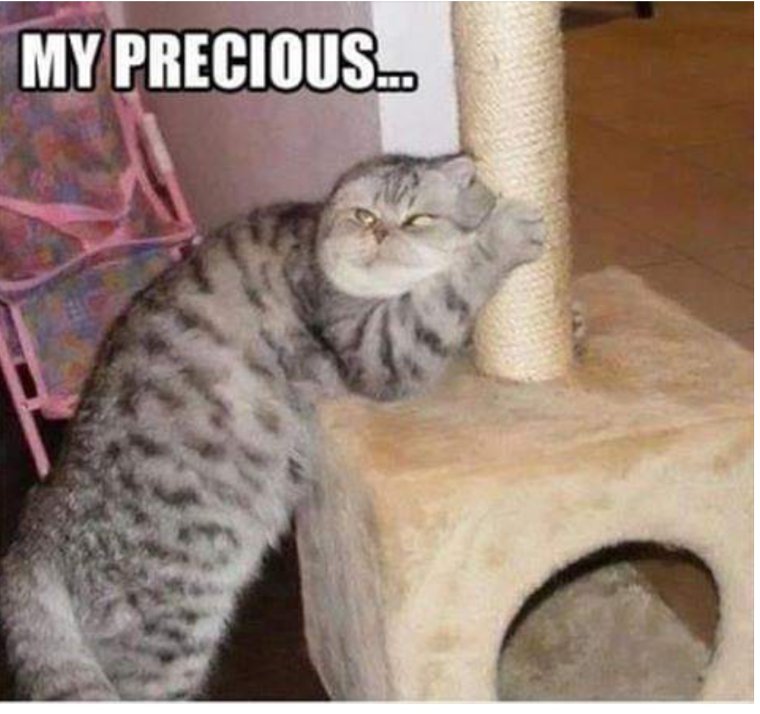 Кими кошки фото