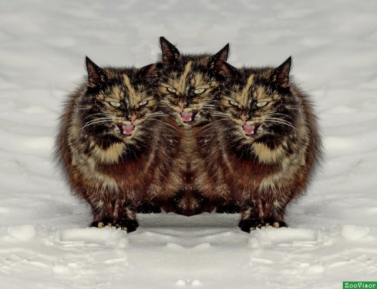 Кошка Горыныч