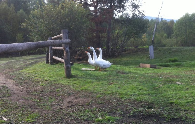 Сказки о драконах