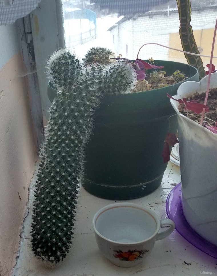 Смешные формы кактуса