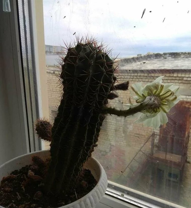 Кактус прикол