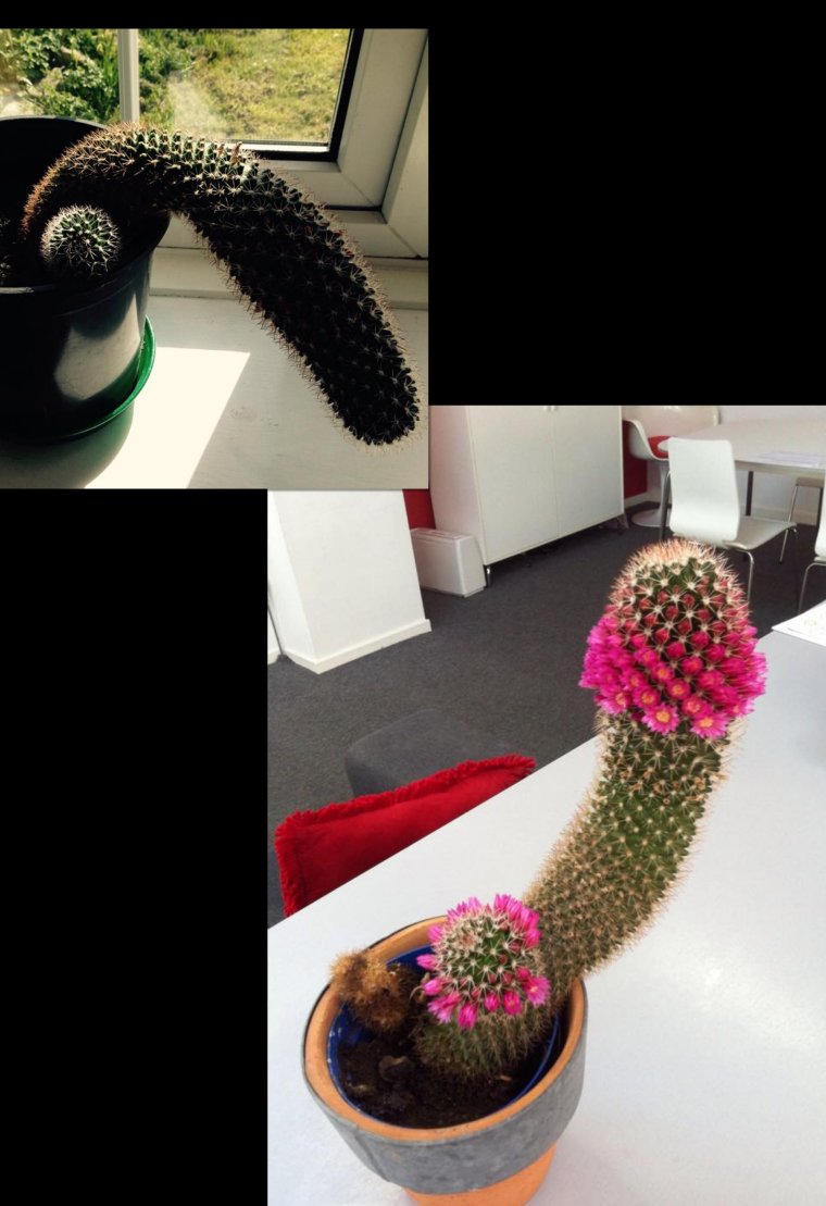 Смешной Кактус