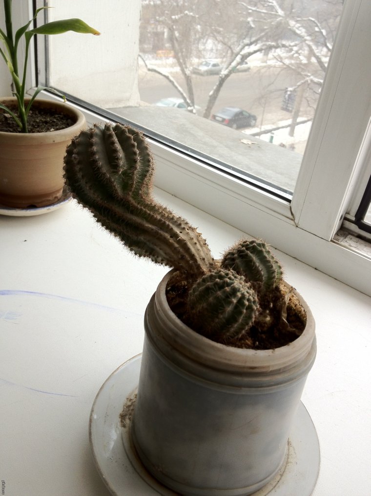 Шутки про Кактус