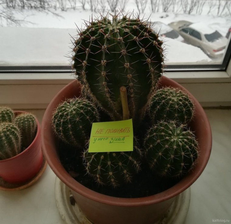 Кактусы классные