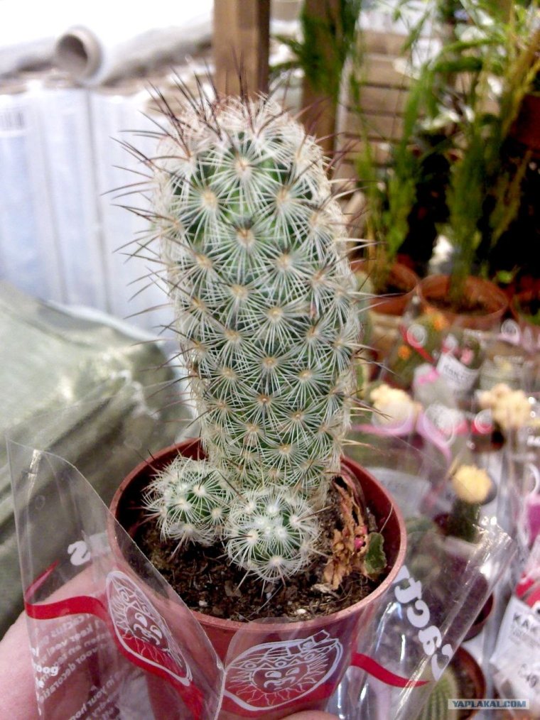 Кактус прикол