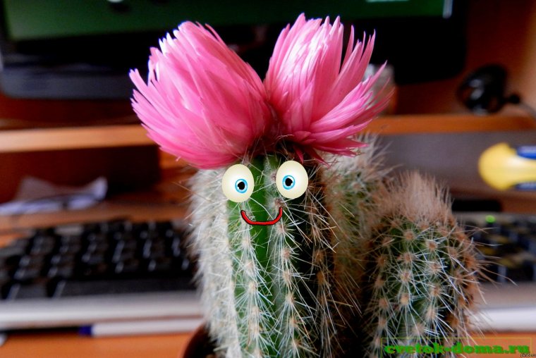 Забавные растения