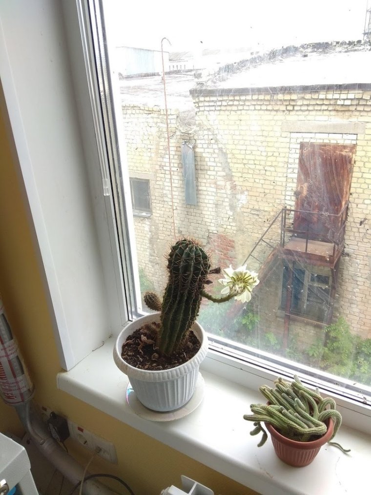Цветущий Кактус на окне