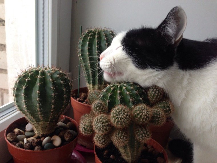 Коты и кактусы