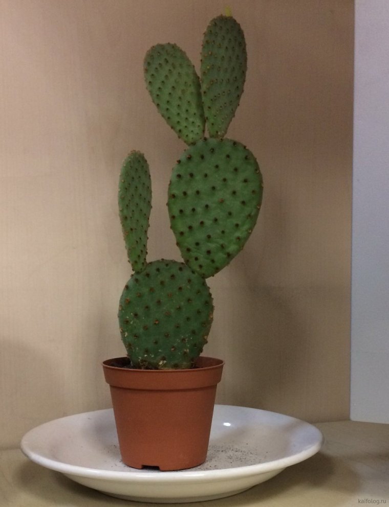 Кактус заячьи уши