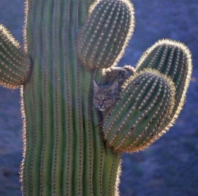 Страшный Кактус