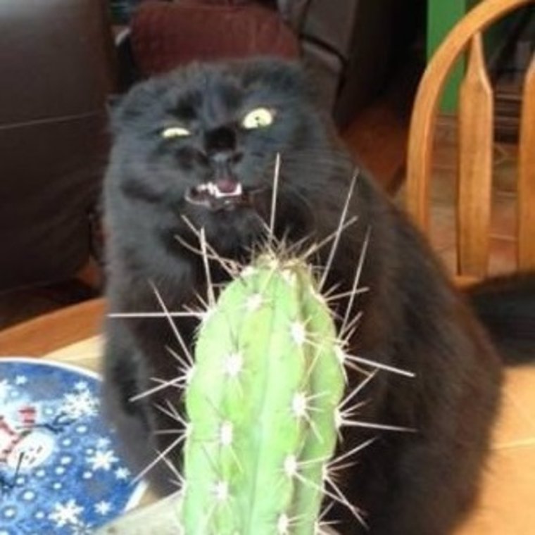 Кот жрет Кактус