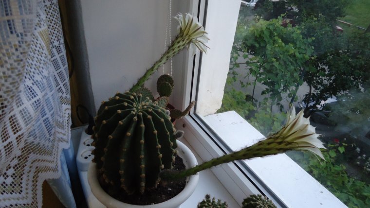 Кактус цветет прикол