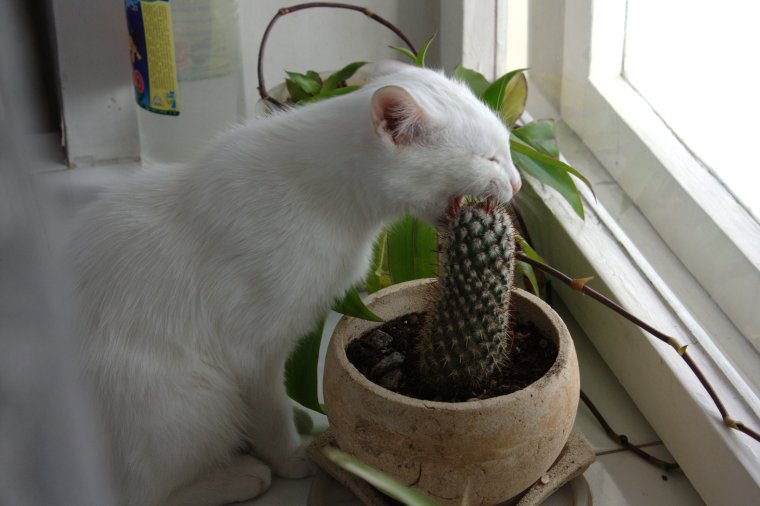 Кот ест Кактус