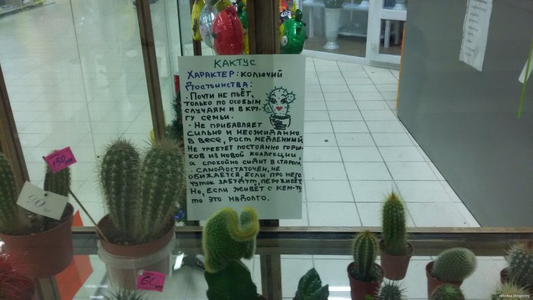 Шутки про Кактус