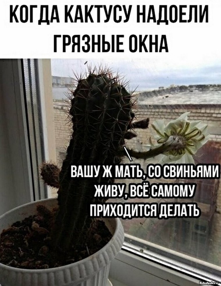 Кактус юмор