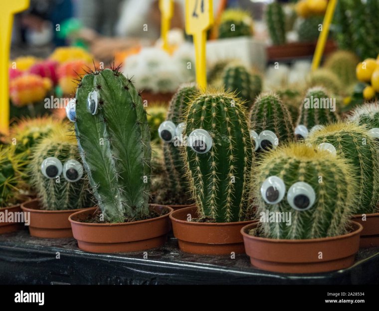 Кактус с глазами