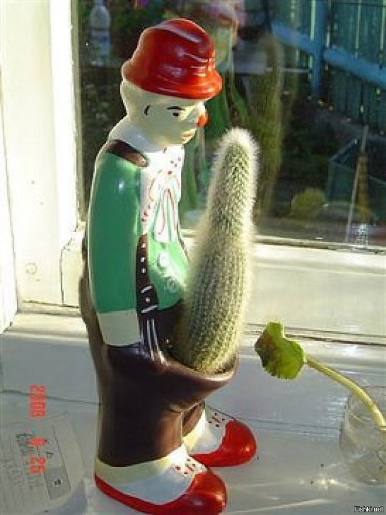 Прикольные горшки для кактусов