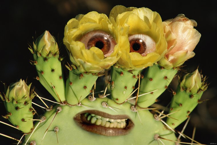 Кактус зацвел