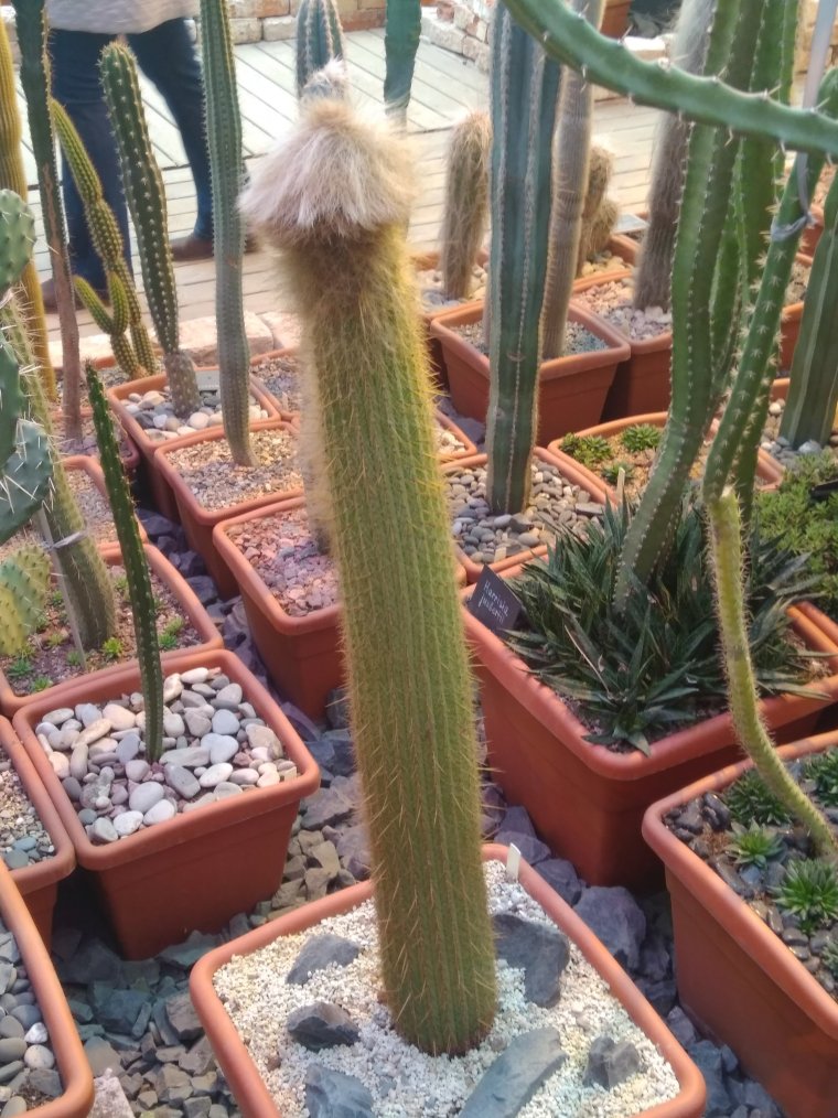 Фото кактусов прикольные