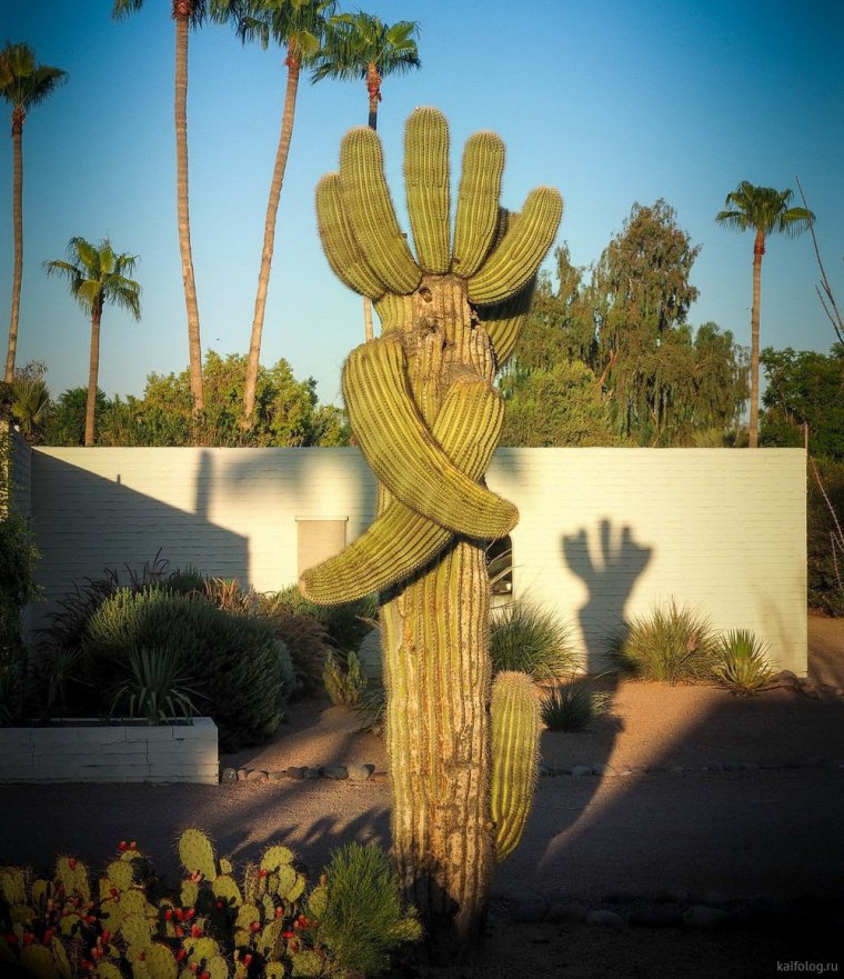 Мексиканские клёвые кактусы