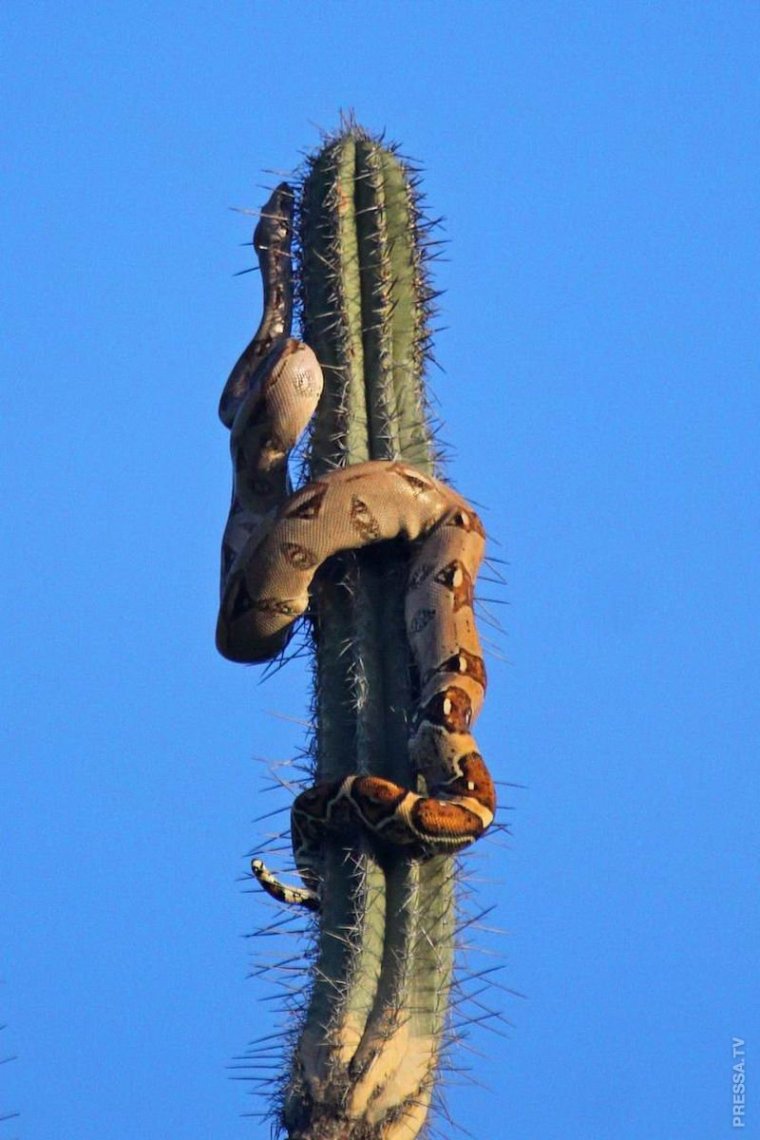 Кактус змейка