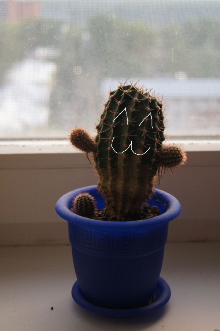 Кактус с глазами