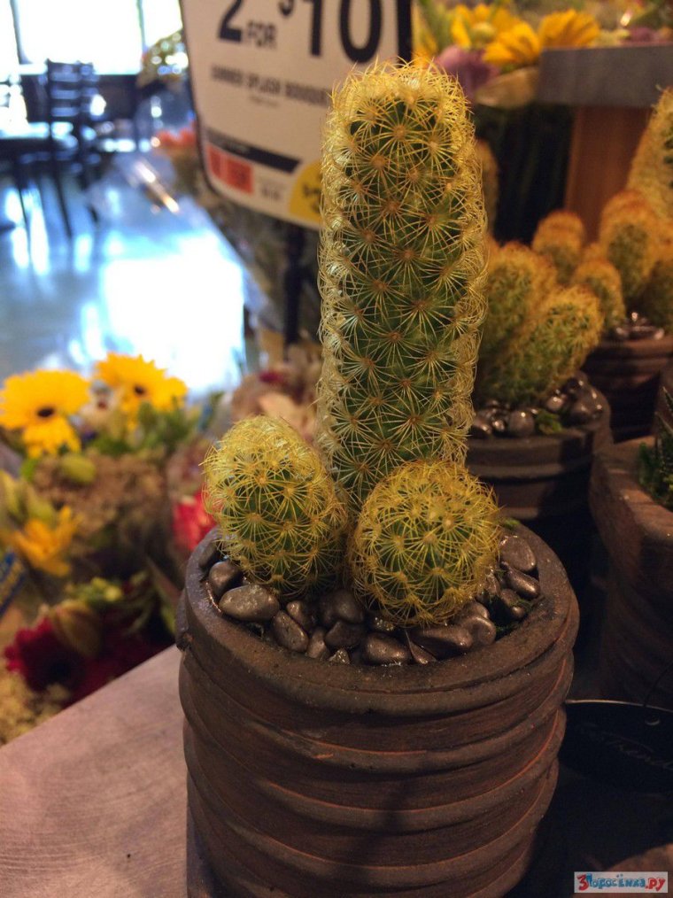 Кактус член