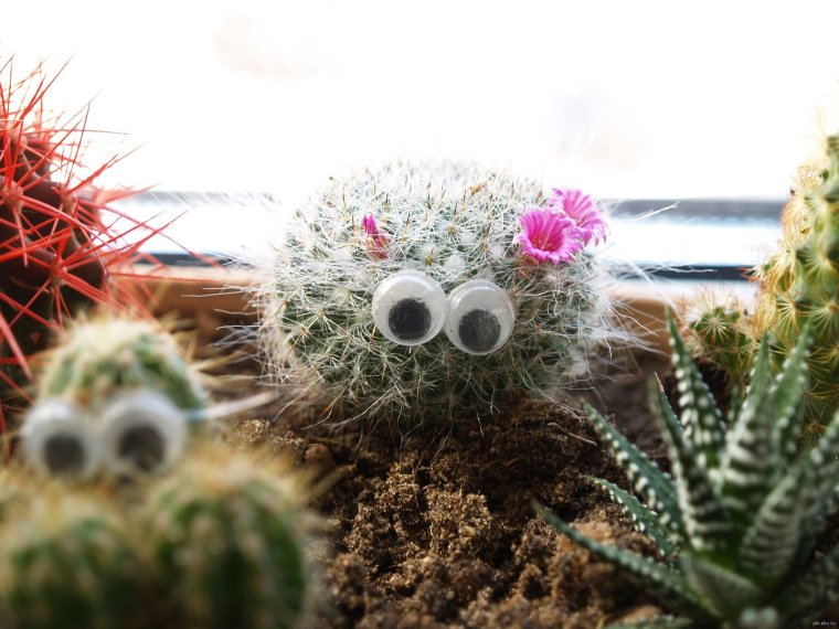 Кактус с бантиком