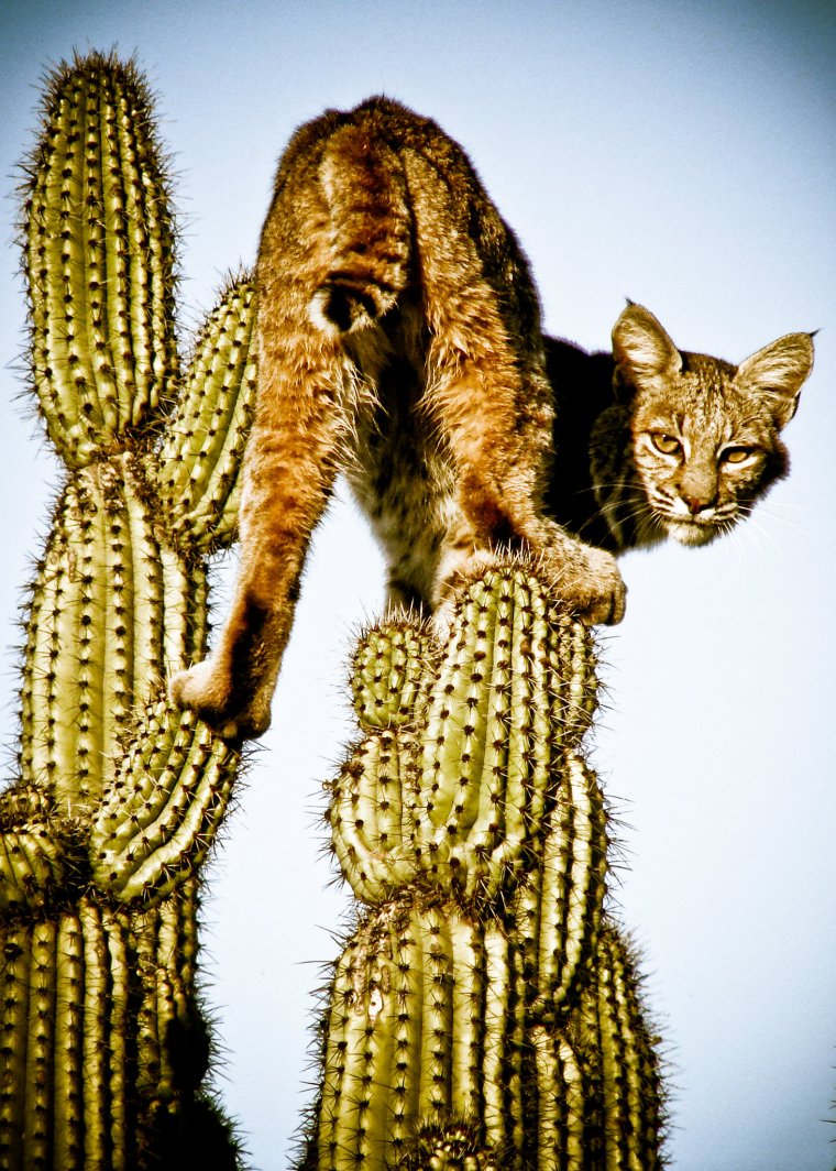 Рысь на кактусе