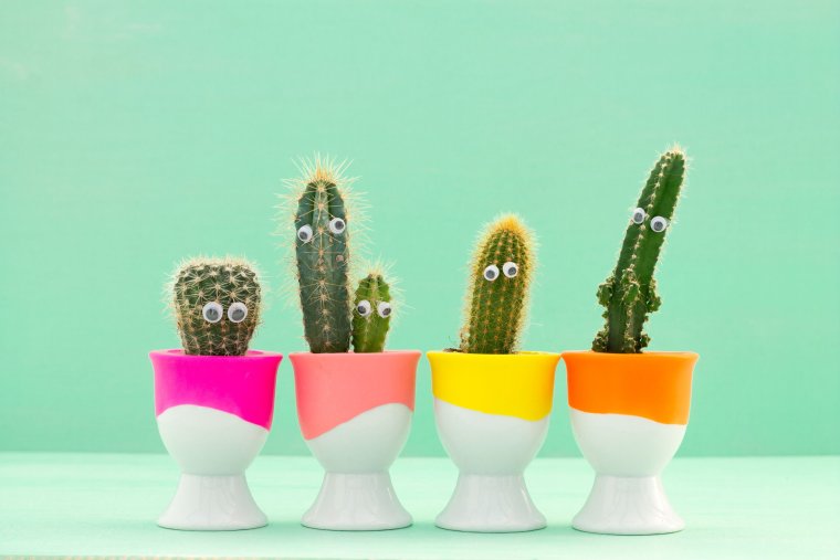 Смешной Кактус