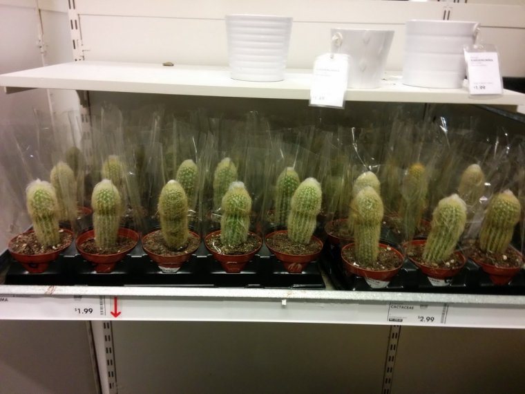 Кактус юмор