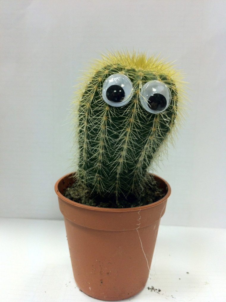 Кактус Леха