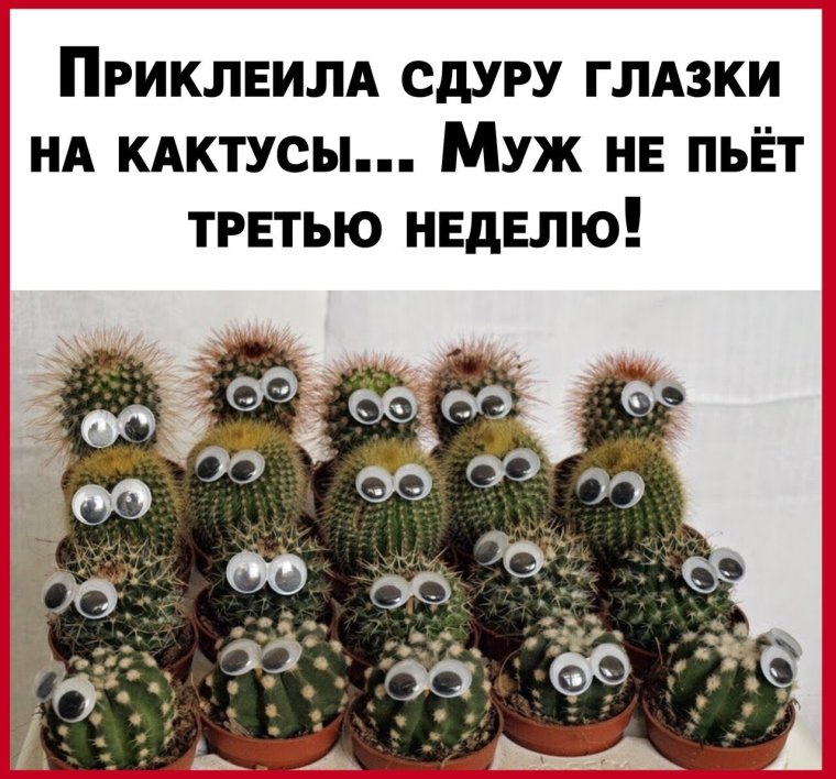 Кактус Оген глаза