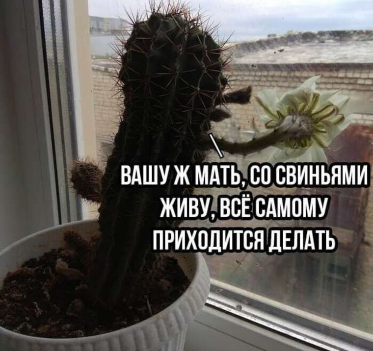 Шутки про Кактус