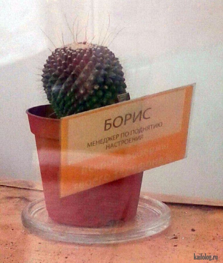 Прикольные надписи на Кактус