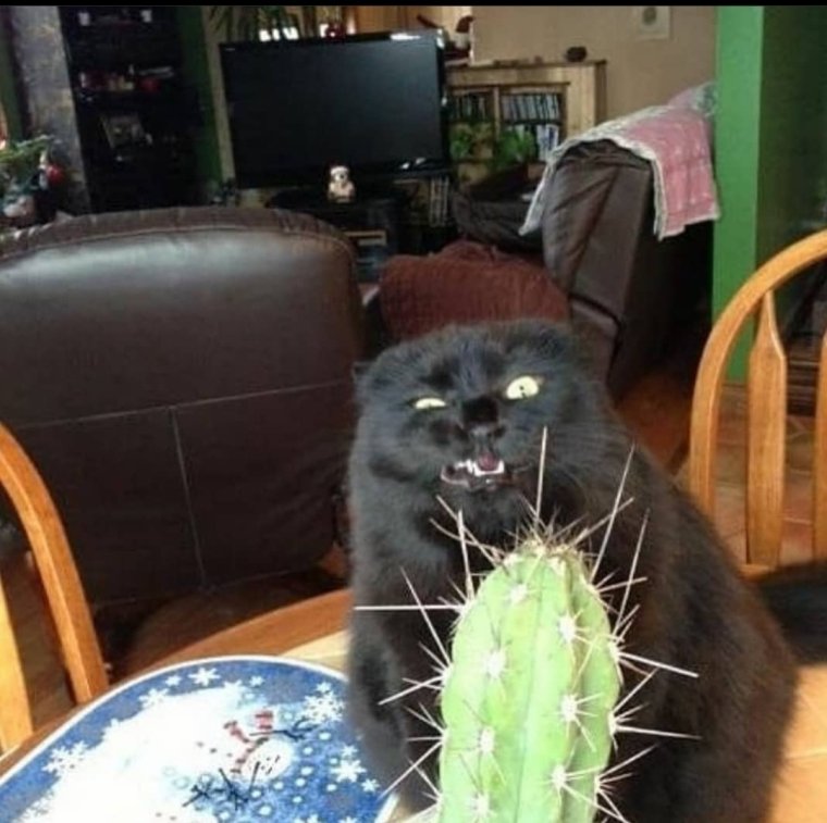 Кот сожрал Кактус