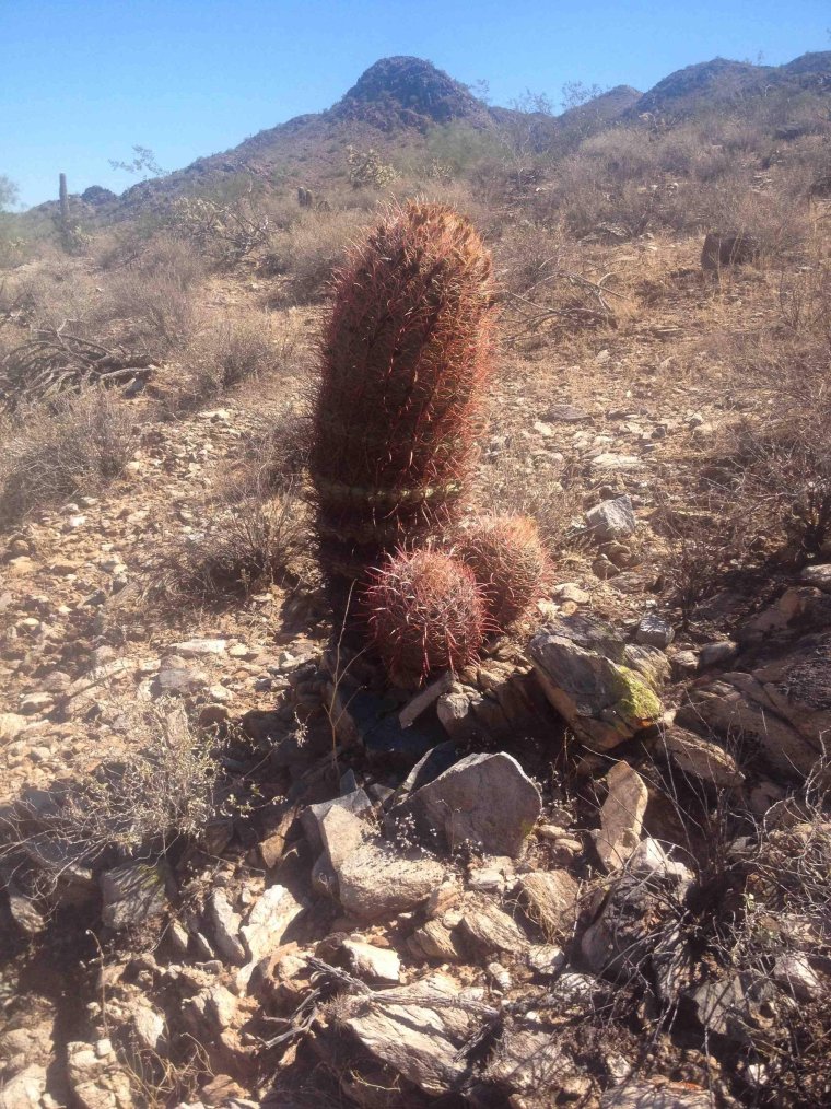 Баба на кактусе