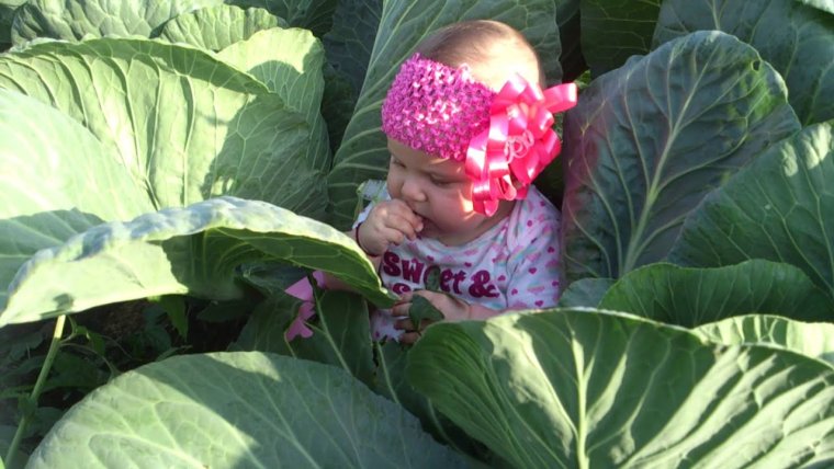 Дитя в капусте