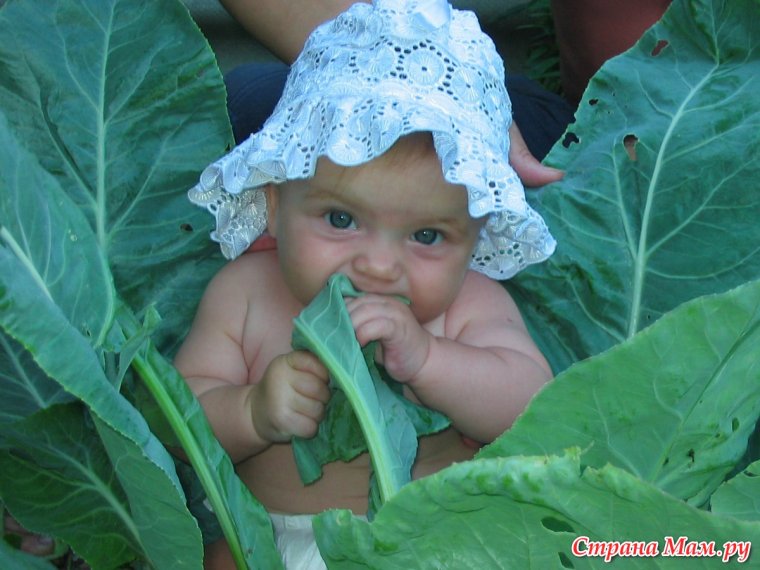 Фотосессия в капустном поле дети