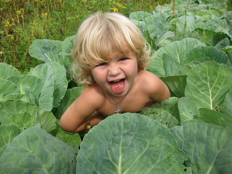 Поделки из капусты прикольные