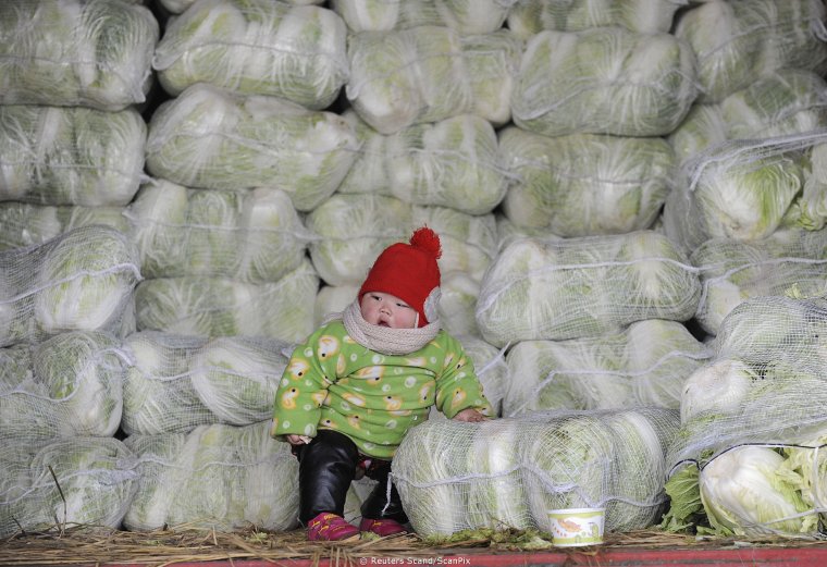 Гигантская капуста