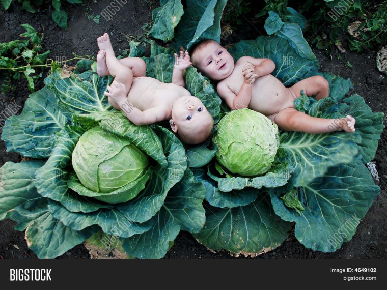 Ребенок в капусте