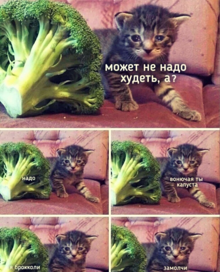 Кот Широнеко