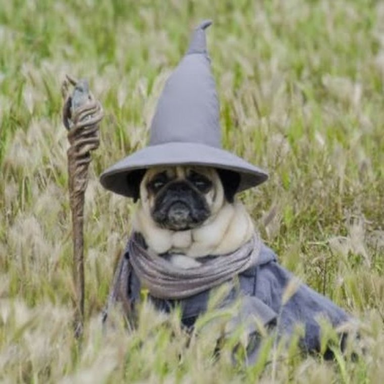 Мопс волшебник