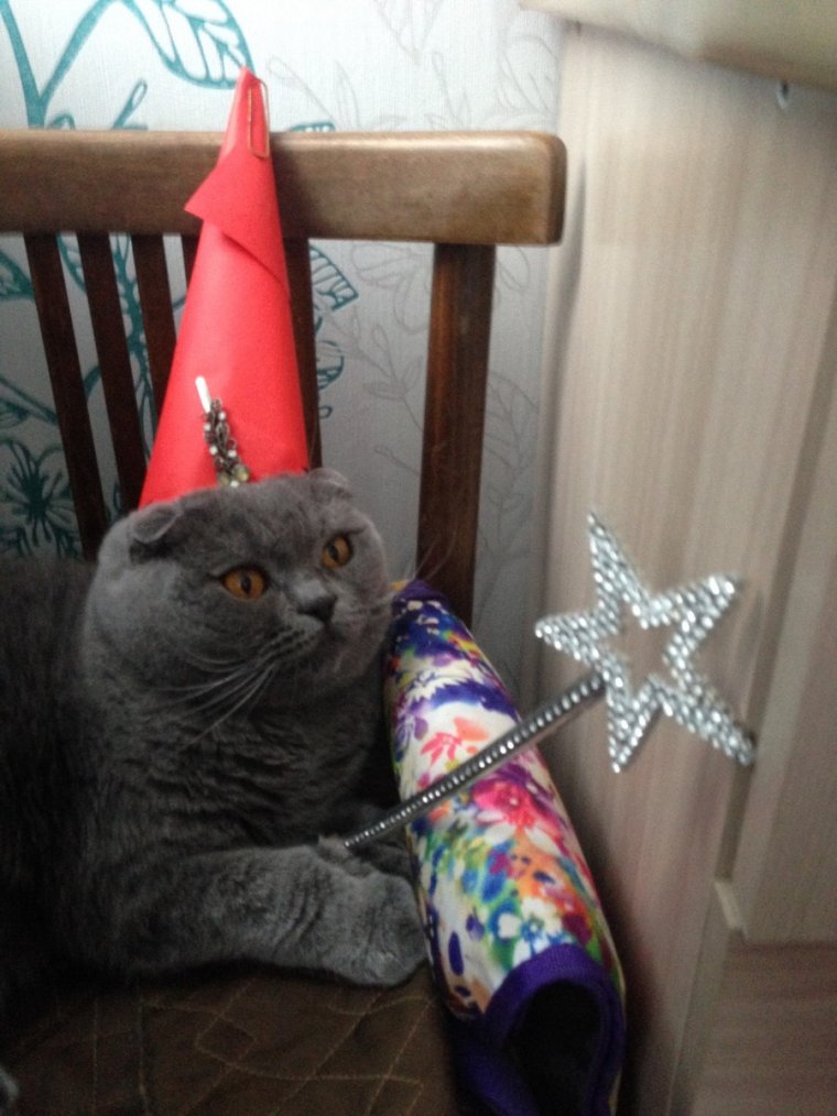 Кот волшебник