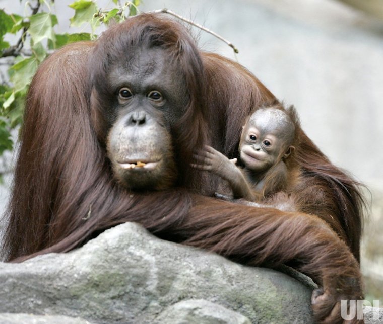 Мамы обезьяны с малышами