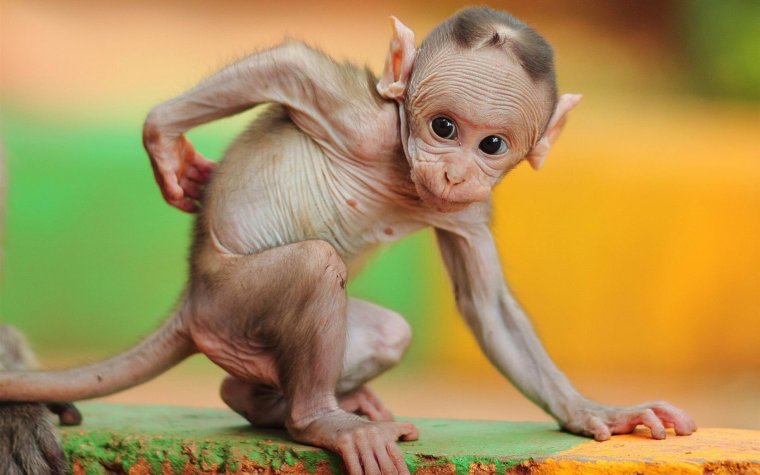 Прикольные животные