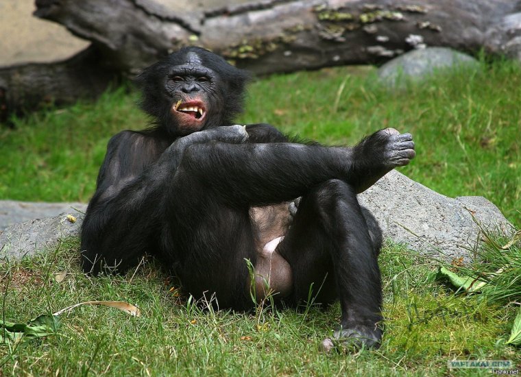 Горилла с яйцами