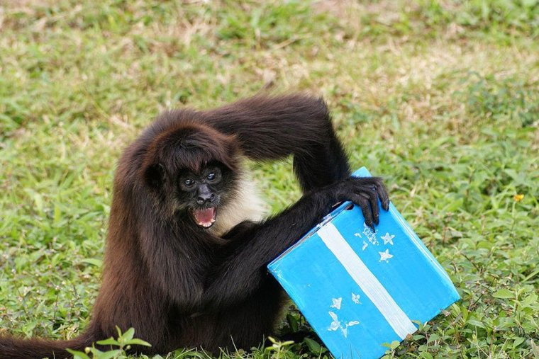 День обезьян